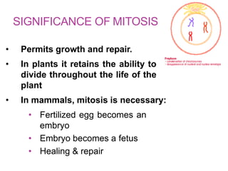 SIGNIFICANCE OF MITOSIS
• Permits growth and repair.
• In plants it retains the ability to
divide throughout the life of the
plant
• In mammals, mitosis is necessary:
• Fertilized egg becomes an
embryo
• Embryo becomes a fetus
• Healing & repair
 