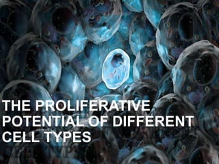 THE PROLIFERATIVE
POTENTIAL OF DIFFERENT
CELL TYPES
 