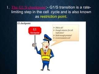 1. The G1/S checkpoint:- G1/S transition is a rate-
limiting step in the cell cycle and is also known
as restriction point.
 