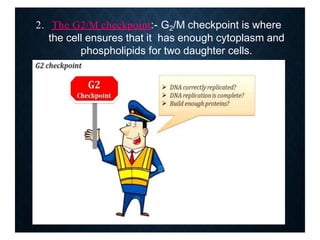 2. The G2/M checkpoint:- G2/M checkpoint is where
the cell ensures that it has enough cytoplasm and
phospholipids for two daughter cells.
 