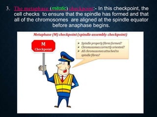 3. The metaphase (mitotic) checkpoint:- In this checkpoint, the
cell checks to ensure that the spindle has formed and that
all of the chromosomes are aligned at the spindle equator
before anaphase begins.
 