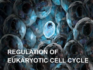 REGULATION OF
EUKARYOTIC CELL CYCLE
 