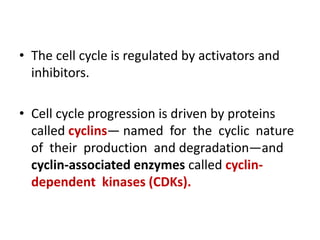 • The cell cycle is regulated by activators and
inhibitors.
• Cell cycle progression is driven by proteins
called cyclins— named for the cyclic nature
of their production and degradation—and
cyclin-associated enzymes called cyclin-
dependent kinases (CDKs).
 