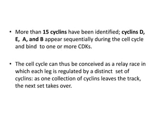 • More than 15 cyclins have been identified; cyclins D,
E, A, and B appear sequentially during the cell cycle
and bind to one or more CDKs.
• The cell cycle can thus be conceived as a relay race in
which each leg is regulated by a distinct set of
cyclins: as one collection of cyclins leaves the track,
the next set takes over.
 