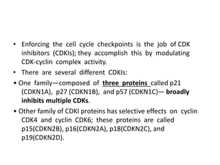 • Enforcing the cell cycle checkpoints is the job of CDK
inhibitors (CDKIs); they accomplish this by modulating
CDK-cyclin complex activity.
• There are several different CDKIs:
• One family—composed of three proteins called p21
(CDKN1A), p27 (CDKN1B), and p57 (CDKN1C)— broadly
inhibits multiple CDKs.
• Other family of CDKI proteins has selective effects on cyclin
CDK4 and cyclin CDK6; these proteins are called
p15(CDKN2B), p16(CDKN2A), p18(CDKN2C), and
p19(CDKN2D).
 