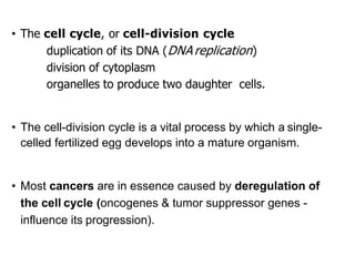 • The cell cycle, or cell-division cycle
duplication of its DNA (DNA replication)
division of cytoplasm
organelles to produce two daughter cells.
• The cell-division cycle is a vital process by which a single-
celled fertilized egg develops into a mature organism.
• Most cancers are in essence caused by deregulation of
the cell cycle (oncogenes & tumor suppressor genes -
influence its progression).
 