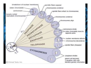 CELL CYCLE & A CONCEPT OF CELL THERAPY
