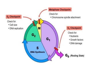CELL CYCLE & A CONCEPT OF CELL THERAPY