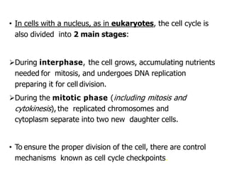 • In cells with a nucleus, as in eukaryotes, the cell cycle is
also divided into 2 main stages:
During interphase, the cell grows, accumulating nutrients
needed for mitosis, and undergoes DNA replication
preparing it for cell division.
During the mitotic phase (including mitosis and
cytokinesis), the replicated chromosomes and
cytoplasm separate into two new daughter cells.
• To ensure the proper division of the cell, there are control
mechanisms known as cell cycle checkpoints.
 