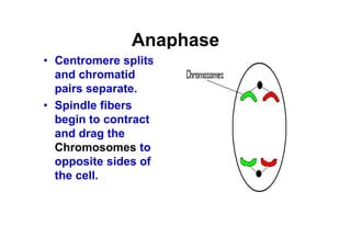 Cell cycle [compatibility mode] | PDF