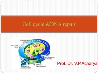 Prof. Dr. V.P.Acharya
Cell cycle &DNA repair
 