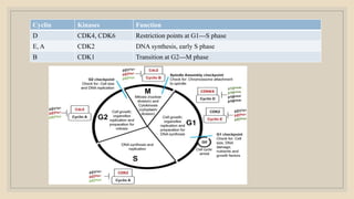 Cyclin Kinases Function
D CDK4, CDK6 Restriction points at G1---S phase
E, A CDK2 DNA synthesis, early S phase
B CDK1 Transition at G2---M phase
 