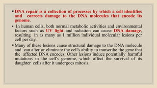  DNA repair is a collection of processes by which a cell identifies
and corrects damage to the DNA molecules that encode its
genome.
 In human cells, both normal metabolic activities and environmental
factors such as UV light and radiation can cause DNA damage,
resulting in as many as 1 million individual molecular lesions per
cell per day.
 Many of these lesions cause structural damage to the DNA molecule
and can alter or eliminate the cell's ability to transcribe the gene that
the affected DNA encodes. Other lesions induce potentially harmful
mutations in the cell's genome, which affect the survival of its
daughter cells after it undergoes mitosis.
 