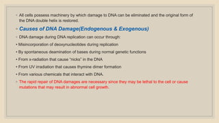 ◦ All cells possess machinery by which damage to DNA can be eliminated and the original form of
the DNA double helix is restored.
◦ Causes of DNA Damage(Endogenous & Exogenous)
◦ DNA damage during DNA replication can occur through:
• Misincorporation of deoxynucleotides during replication
• By spontaneous deamination of bases during normal genetic functions
• From x-radiation that cause “nicks” in the DNA
• From UV irradiation that causes thymine dimer formation
• From various chemicals that interact with DNA.
◦ The rapid repair of DNA damages are necessary since they may be lethal to the cell or cause
mutations that may result in abnormal cell growth.
 