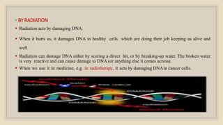 ◦ BYRADIATION
 Radiation acts by damaging DNA.
 When it hurts us, it damages DNA in healthy cells which are doing their job keeping us alive and
well.
 Radiation can damage DNA either by scoring a direct hit, or by breaking-up water. The broken water
is very reactive and can cause damage to DNA (or anything else it comes across).
 When we use it in medicine, e.g. in radiotherapy, it acts by damaging DNAin cancer cells.
 