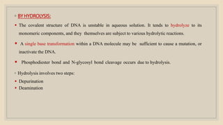 ◦ BYHYDROLYSIS:
 The covalent structure of DNA is unstable in aqueous solution. It tends to hydrolyze to its
monomeric components, and they themselves are subject to various hydrolytic reactions.
 A single base transformation within a DNA molecule may be sufficient to cause a mutation, or
inactivate the DNA.
 Phosphodiester bond and N-glycosyl bond cleavage occurs due to hydrolysis.
◦ Hydrolysis involves two steps:
 Depurination
 Deamination
 