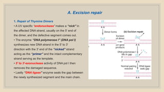 A. Excision repair
1. Repair of Thymine Dimers
• A UV specific “endonuclease” makes a “nick” in
the affected DNA strand, usually on the 5' end of
the dimer, and the defective segment comes out.
• The enzyme “DNA polymerase I” (DNA pol I)
synthesizes new DNA strand in the 5' to 3'
direction with the 3' end of the “nicked” strand
acting as the “primer” and the intact complementary
strand serving as the template.
• 5' to 3'-exonuclease activity of DNA pol I then
removes the damaged sequence.
• Lastly “DNA ligase” enzyme seals the gap between
the newly synthesized segment and the main chain.
 