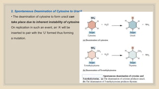 2. Spontaneous Deamination of Cytosine to Uracil
• The deamination of cytosine to form uracil can
take place due to inherent instability of cytosine.
On replication in such an event, an ‘A’ will be
inserted to pair with the ‘U’ formed thus forming
a mutation.
 