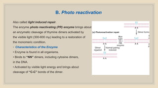 B. Photo reactivation
Also called light induced repair.
The enzyme photo reactivating (PR) enzyme brings about
an enzymatic cleavage of thymine dimers activated by
the visible light (300-600 mµ) leading to a restoration of
the monomeric condition.
◦ Characteristics of the Enzyme
• Enzyme is found in all organisms.
• Binds to “NN” dimers, including cytosine dimers,
in the DNA.
• Activated by visible light energy and brings about
cleavage of “C-C” bonds of the dimer.
 