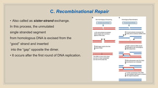 C. Recombinational Repair
• Also called as sister-strand exchange.
In this process, the unmutated
single stranded segment
from homologous DNA is excised from the
“good” strand and inserted
into the “gap” opposite the dimer.
• It occurs after the first round of DNA replication.
 