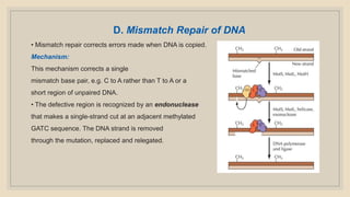 D. Mismatch Repair of DNA
• Mismatch repair corrects errors made when DNA is copied.
Mechanism:
This mechanism corrects a single
mismatch base pair, e.g. C to A rather than T to A or a
short region of unpaired DNA.
• The defective region is recognized by an endonuclease
that makes a single-strand cut at an adjacent methylated
GATC sequence. The DNA strand is removed
through the mutation, replaced and relegated.
 