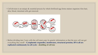 ◦ Cell division is an unique & essential process by which fertilized egg forms mature organism Also hair,
skin, blood, intestinal cells get renewed.
◦ Before dividing into 2 new cells the cell must copy its genetic information so that the new cell can get
everything they need‖—Cytoplasmic organelles, membranes, structural proteins, RNA all are
replicated continuously in cell cycle---doubling of cell size
 