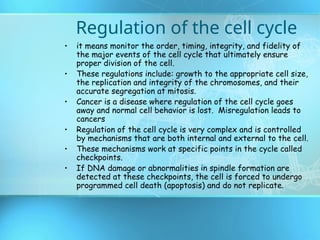 cell cycle structure for eukaryotes and prokaryotes | PPT