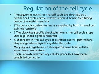 cell cycle structure for eukaryotes and prokaryotes | PPT