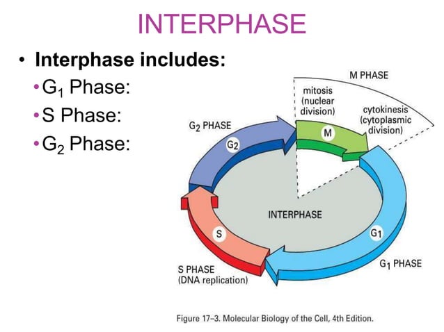 CELL CYCLE | PPTX