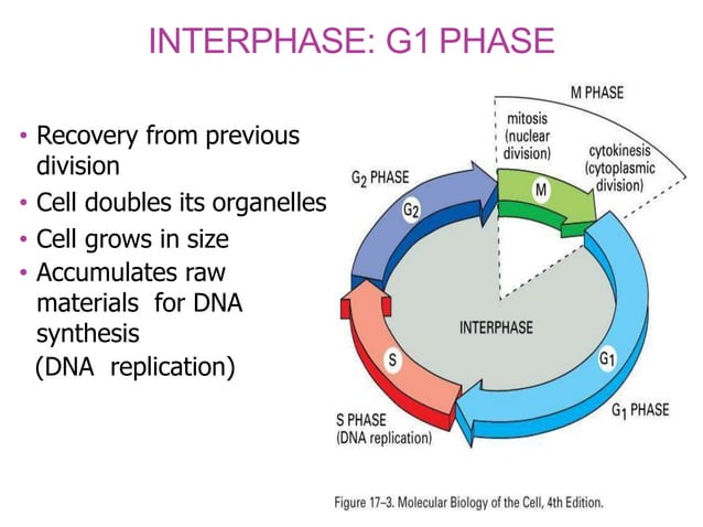 CELL CYCLE | PPTX