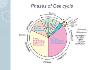 Cell cycle and division | PPTX