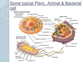 Cell cycle and division | PPTX