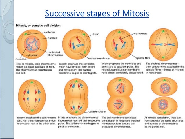 Cell Cycle And Division