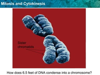 Cell Cycle FOR GRADE 8 SCIENCE second quarter.ppt