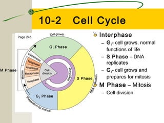 10-2              Cell Cycle
          Page 245                                Interphase
                                                  – G 1 - cell grows, normal
                            G 1 Phase
                                                    functions of life
                                                  – S Phase – DNA
                                                    replicates
M Phase                                           – G 2 - cell grows and
                                        S Phase     prepares for mitosis
                                                  M Phase – Mitosis
                                                  – Cell division
                     G 2 Phase
 