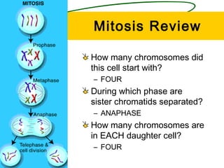 Mitosis Review

How many chromosomes did
this cell start with?
– FOUR
During which phase are
sister chromatids separated?
– ANAPHASE
How many chromosomes are
in EACH daughter cell?
– FOUR
 
