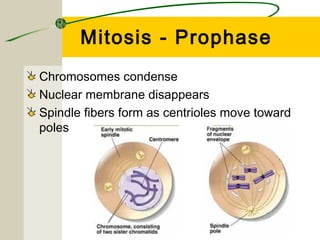 Mitosis - Prophase
Chromosomes condense
Nuclear membrane disappears
Spindle fibers form as centrioles move toward
poles
 