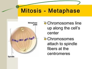 Mitosis - Metaphase

        Chromosomes line
        up along the cell’s
        center
        Chromosomes
        attach to spindle
        fibers at the
        centromeres
 
