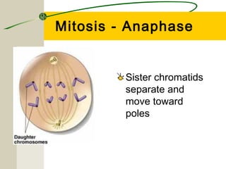 Mitosis - Anaphase


         Sister chromatids
         separate and
         move toward
         poles
 