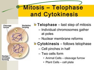 Mitosis – Telophase
  and Cytokinesis
    Telophase – last step of mitosis
    – Individual chromosomes gather
      at poles
    – Nuclear membrane reforms
    Cytokinesis – follows telophase
    – Cell pinches in half
    – Two cells form
       • Animal Cells – cleavage furrow
       • Plant Cells – cell plate
 