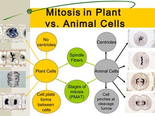 Mitosis in Plant
     vs. Animal Cells
   No
                           Centrioles
centrioles

              Spindle
              Fibers

Plant Cells               Animal Cells


              Stages of
               mitosis
Cell plate                     Cell
               (PMAT)      pinches at
 forms
between                     cleavage
  cells                       furrow
 