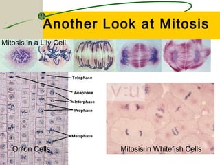 Another Look at Mitosis
Mitosis in a Lily Cell




   Onion Cells           Mitosis in Whitefish Cells
 