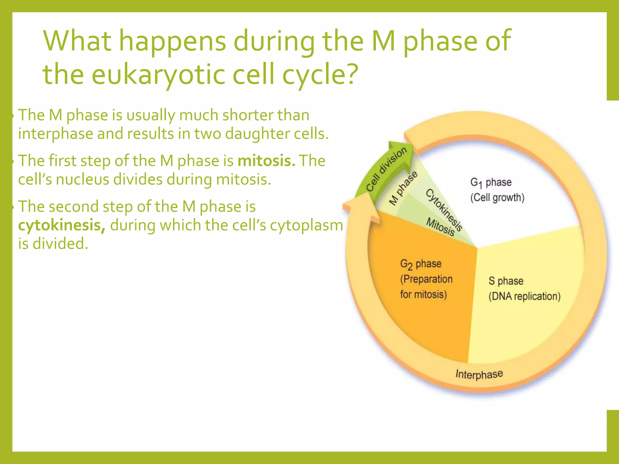 Cell cycle in full detail study including literature review | PPT