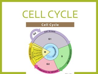 CELL CYCLE
 