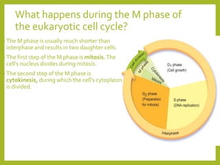 Cell cycle in full detail study including literature review | PPT