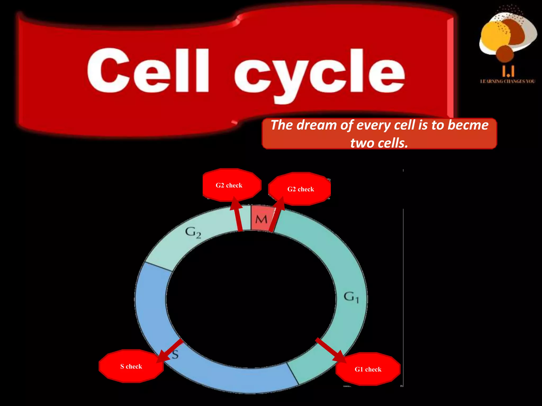 Cell cycle checkpoints PPT