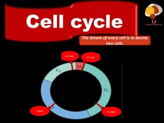 The dream of every cell is to becme
two cells.
G2 check
G1 check
G2 check
S check
 