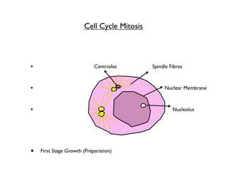 Cell Cycle Mitosis




•                           Centrioles      Spindle Fibres



•                                                Nuclear Membrane



•                                                    Nucleolus




•   First Stage Growth (Preparation)
 
