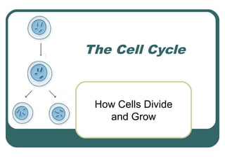 The Cell Cycle



 How Cells Divide
   and Grow
 