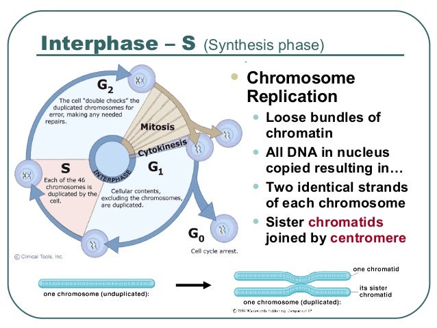 The Cell Cycle